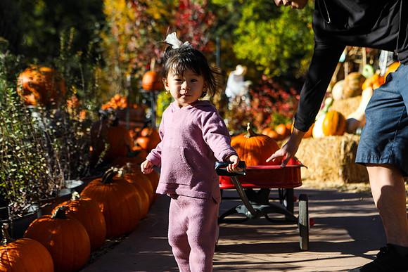 A Child Picks Out Her Pumpkin