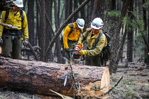 Forest Service Clears Roads