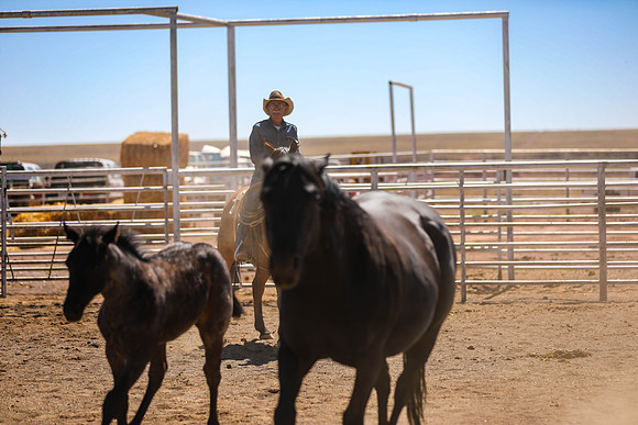 Babbitt Ranch Hosts Annual Colt Sale