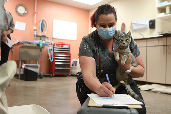 Kitty Prepares for Surgery