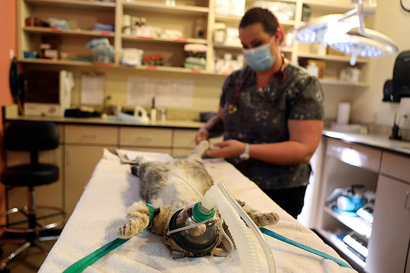 Kitty Prepares for Surgery