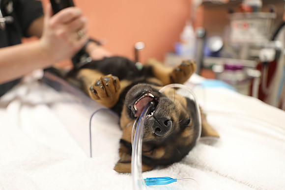 Puppy Gets Spayed
