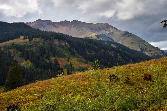 Cattle Grazing in Crested Butte