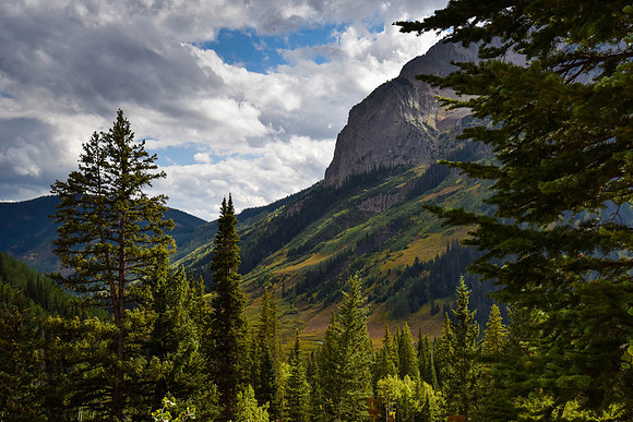 Trees and Colors of Crested Butte